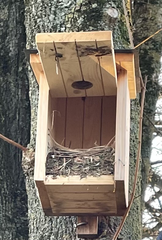 Geöffneter Nistkasten, in dem man Nestmaterial der vergangenen Saison sieht